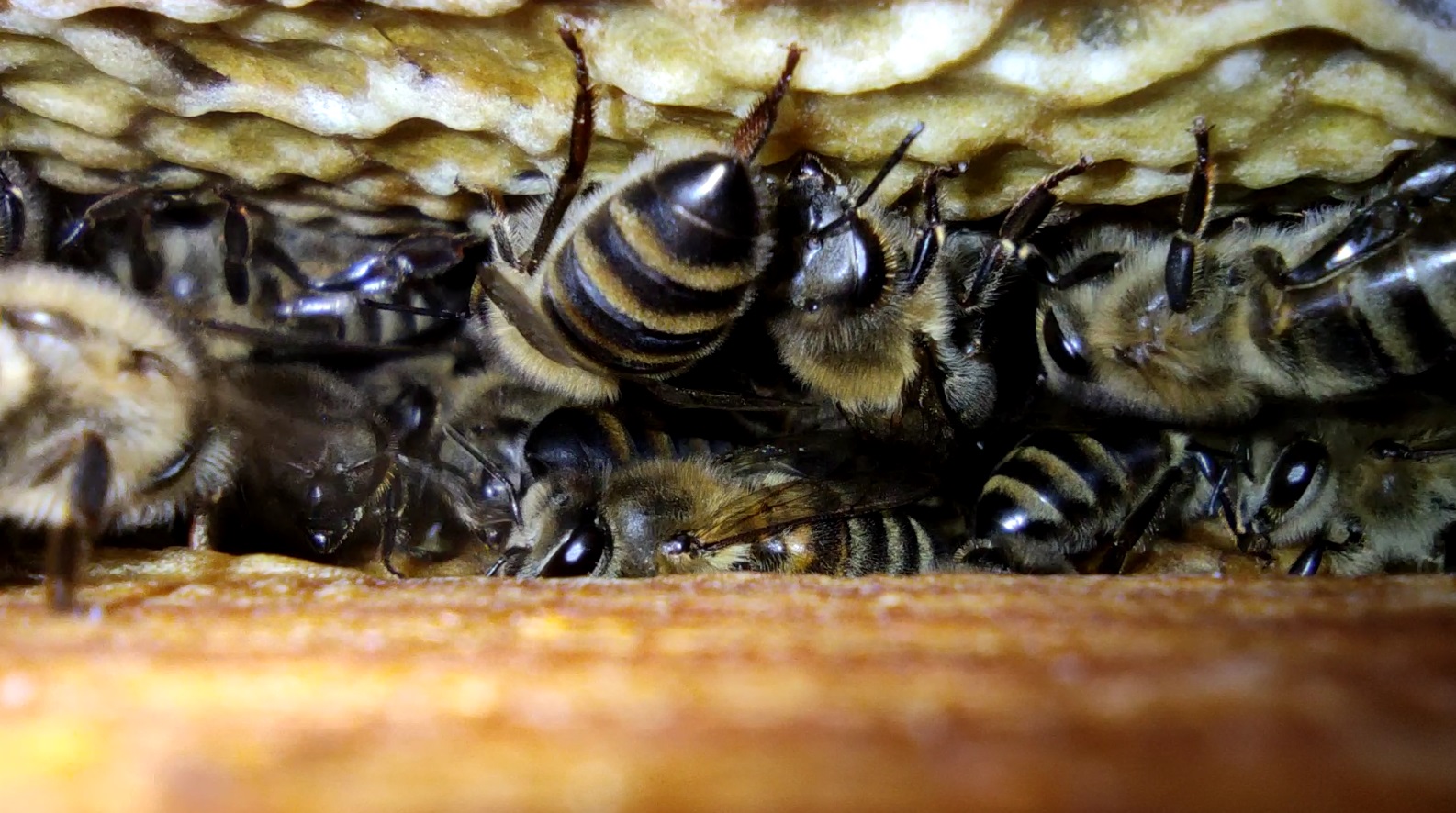 honeybees-during-cold-days